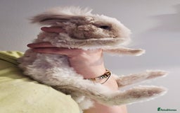 Angora rabbits for sale: Poor little man... - Image 18