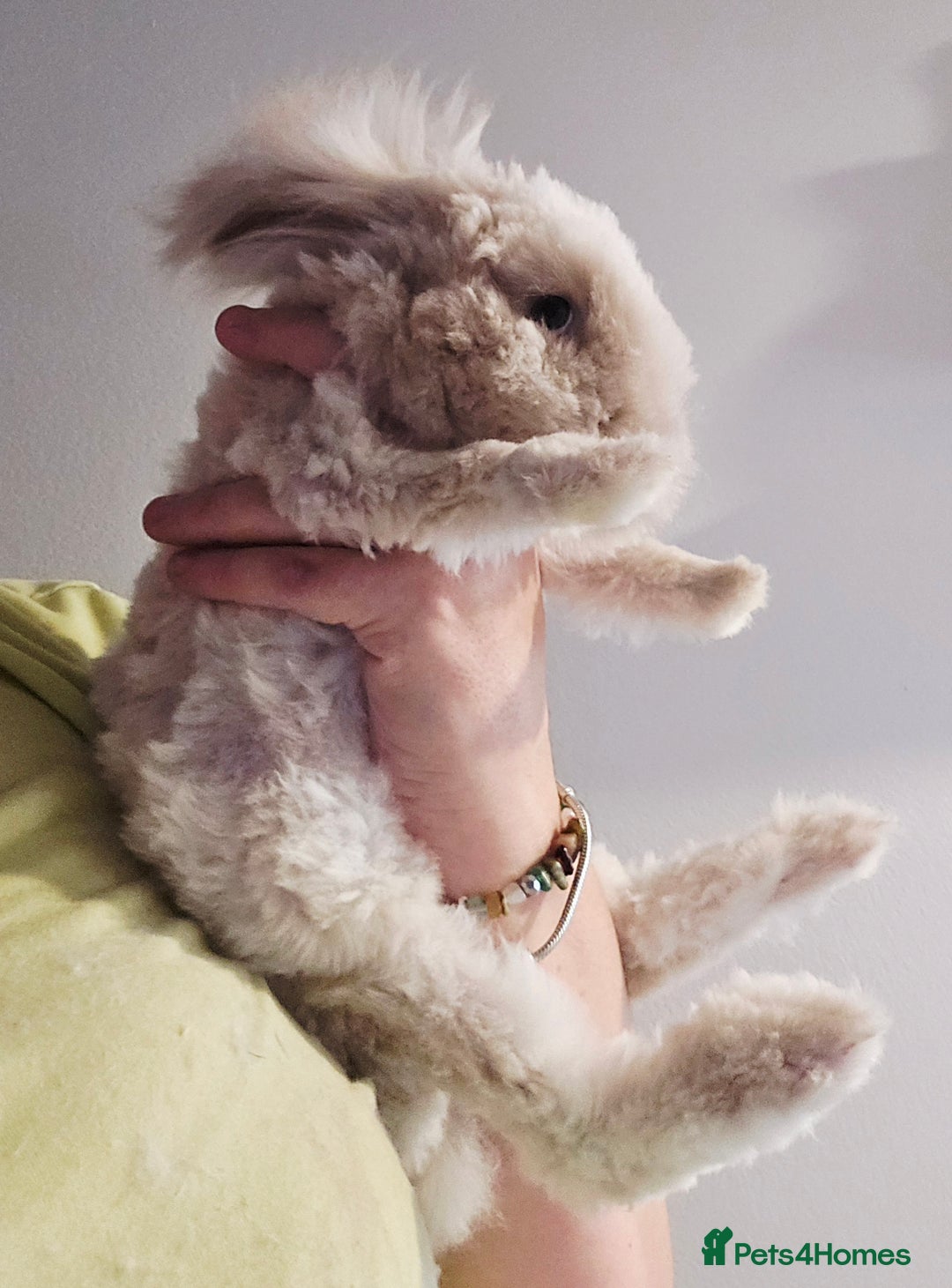 Angora rabbits for sale: Poor little man... - Image 18