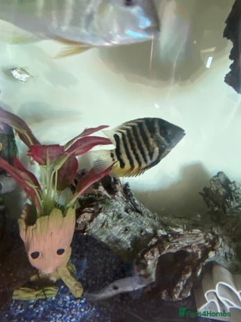 Cichlids fish - Advert 2