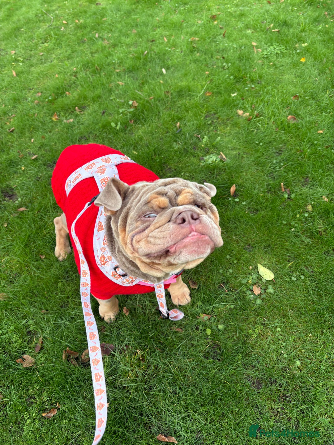 English Bulldog dogs for sale: Bonnie 3 year old British bulldog  - Advert 18