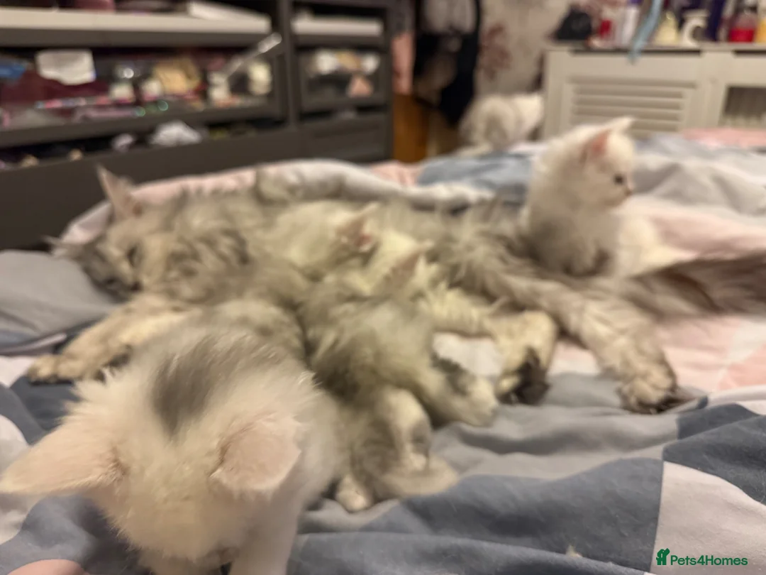 Maine Coon cats for sale: Stunning GCCF RegBlue Silver Shaded Female Kitten  - Advert 5