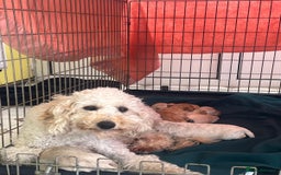 Miniature Poodle dogs for sale: KC registered miniature poodle puppies - Image 12