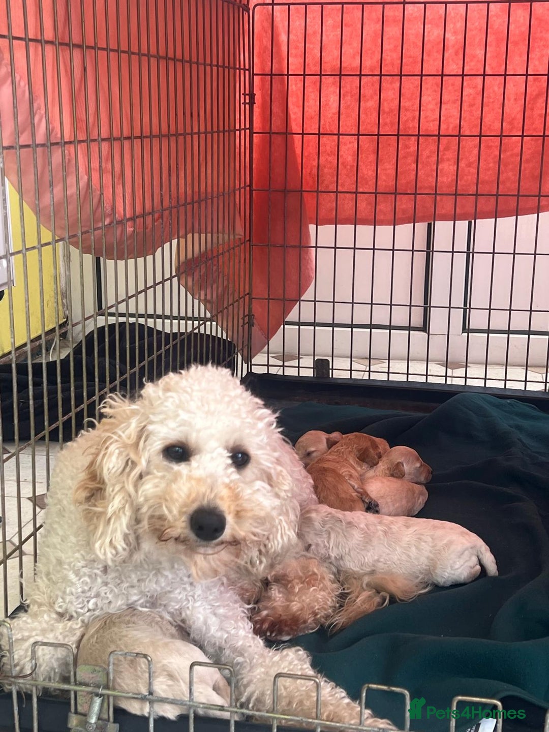 Miniature Poodle dogs for sale: KC registered miniature poodle puppies - Image 12