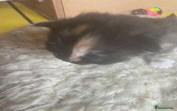 Bengal cats for sale: Part bengal kittens  - Image 25