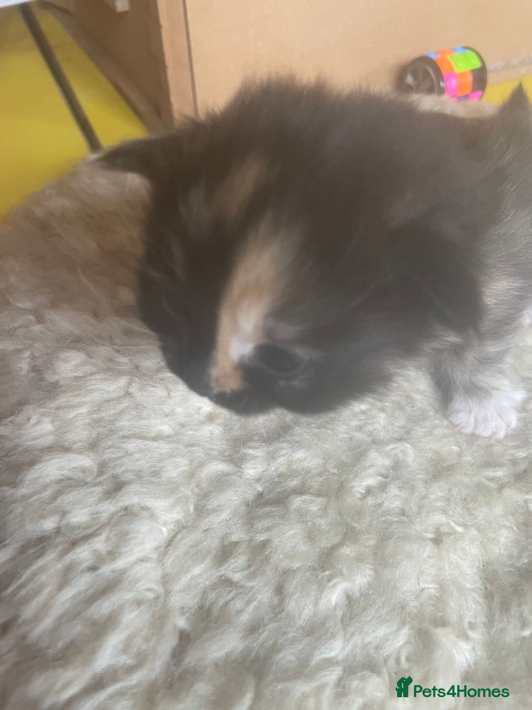 Bengal cats for sale: Part bengal kittens  - Image 25