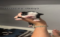 Boston Terrier dogs for sale: WILDAX Boston Terrier pups (2 girls left!) - Image 7
