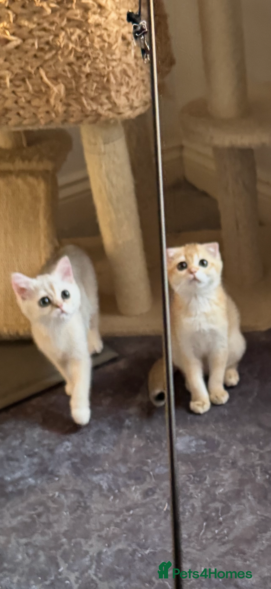 Scottish Fold cats for sale: elite purebred friendly Scottish Fold and Straight - Image 7