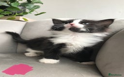 Mixed Breed cats for sale: 4 beautiful babies looking for their forever homes - Image 8