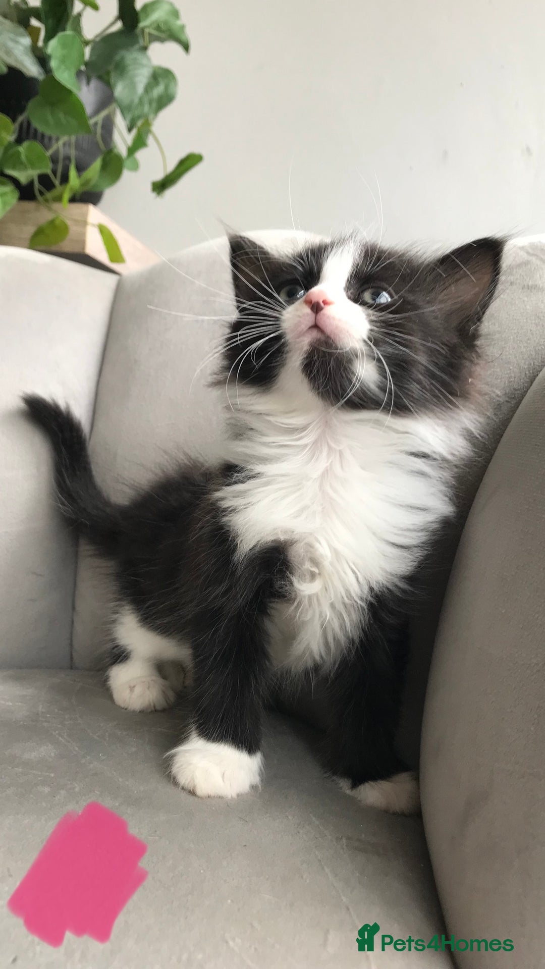 Mixed Breed cats for sale: 4 beautiful babies looking for their forever homes - Image 8