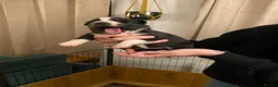 Border Collie dogs for sale: 🐾 Border Collie Puppies for Sale 🐾   in Hook - Advert 4