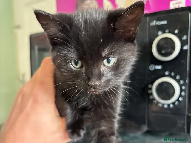 Mixed Breed cats for sale: 3 kittens - Advert 8