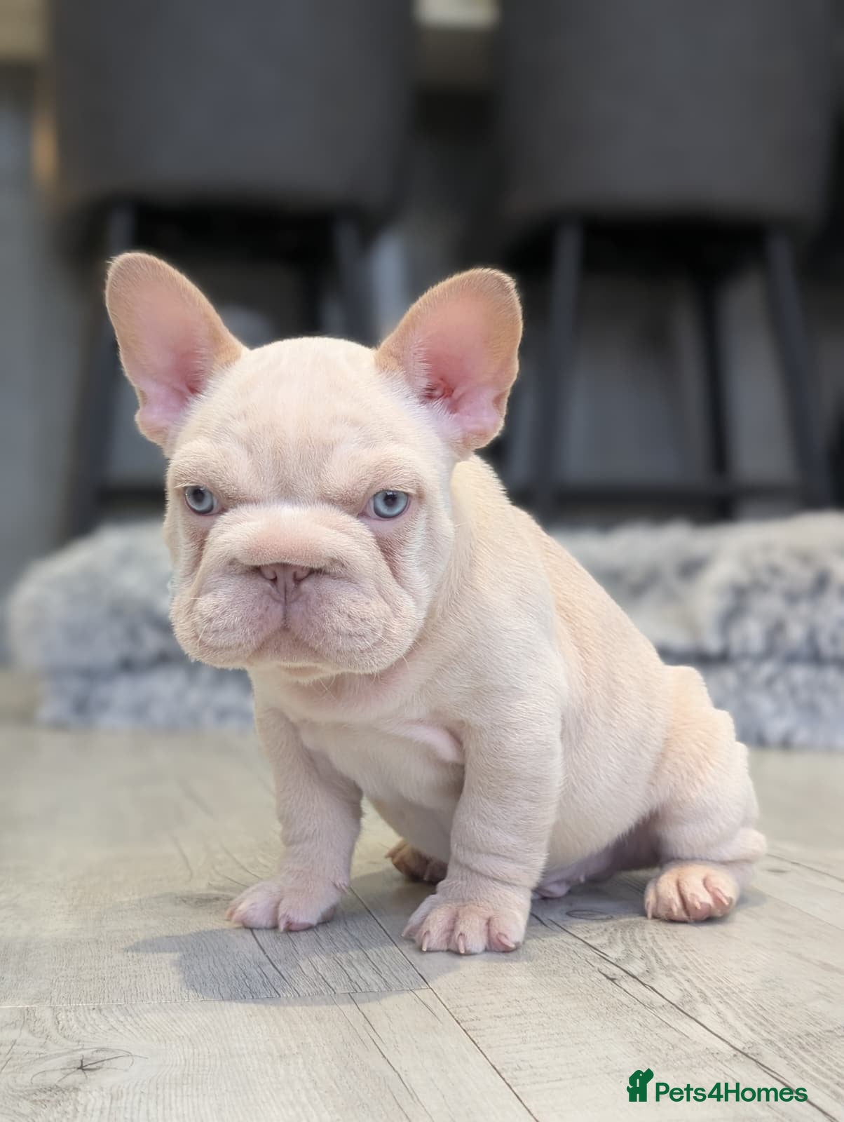 French Bulldog dogs Beautiful health clear French bulldogs - Advert 12