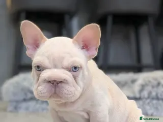 French Bulldog dogs Beautiful health clear French bulldogs - Advert 12
