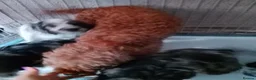 Cockapoo dogs for sale: Amazing cockapoos  - Advert 4