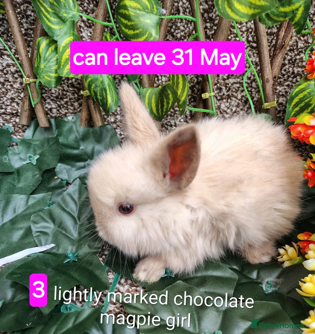 Mini Lop rabbits for sale: Baby mini lops gorgeous  - Advert 2