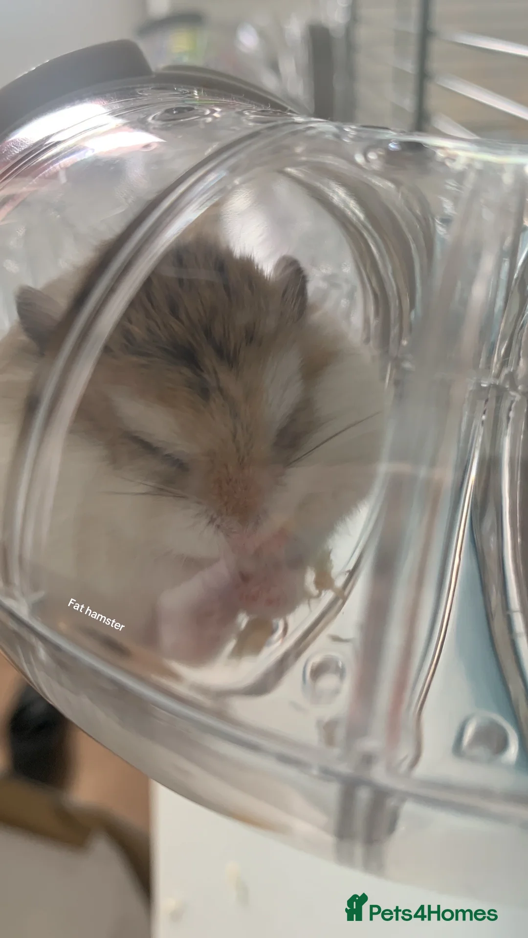 Hamster rodents for sale: ROBOROSKI HAMSTER FOR SALE!! - Advert 1