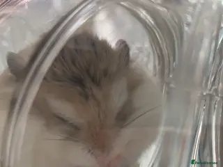 Hamster rodents ROBOROSKI HAMSTER FOR SALE!! - Advert 3