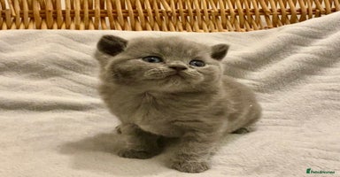British Shorthair cats - Advert 2