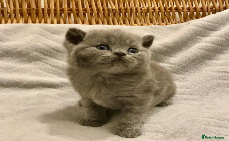 British Shorthair cats - Advert 6