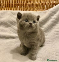 British Shorthair cats - Advert 2