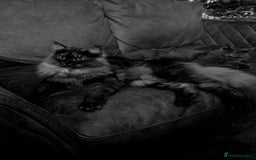 Maine Coon cats for sale: GCCF Maine Coon kittens  - Advert 5