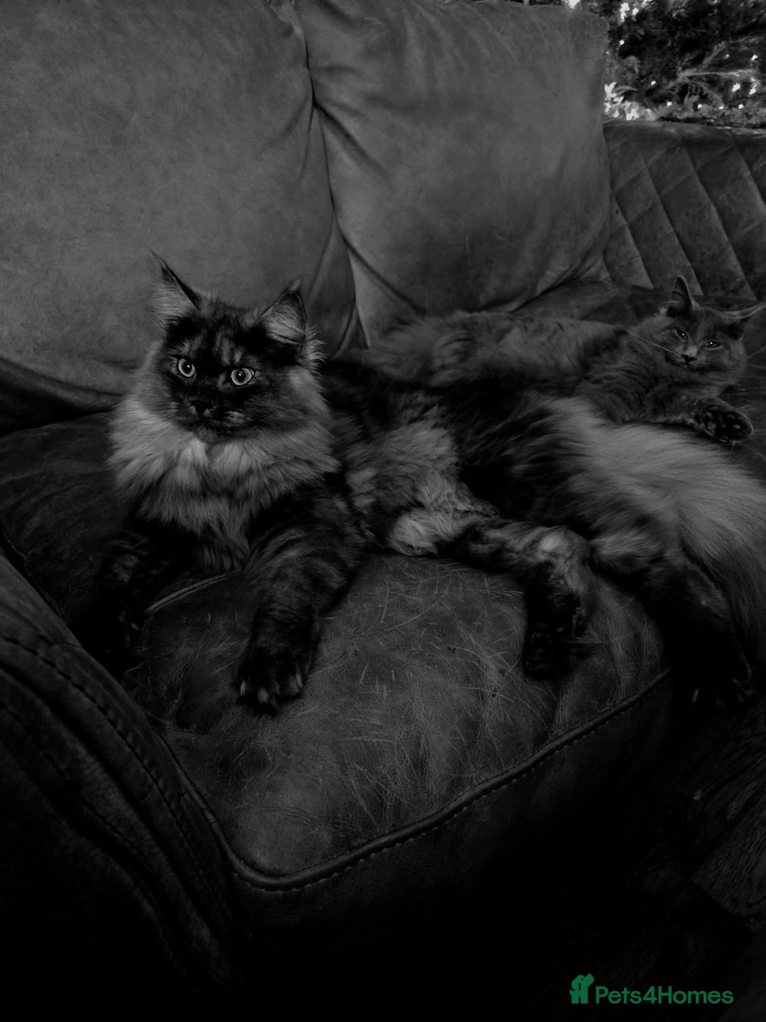 Maine Coon cats for sale: GCCF Maine Coon kittens  - Advert 5