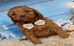 Cavapoo dogs for sale: Red Cavapoo Pups - Advert 3