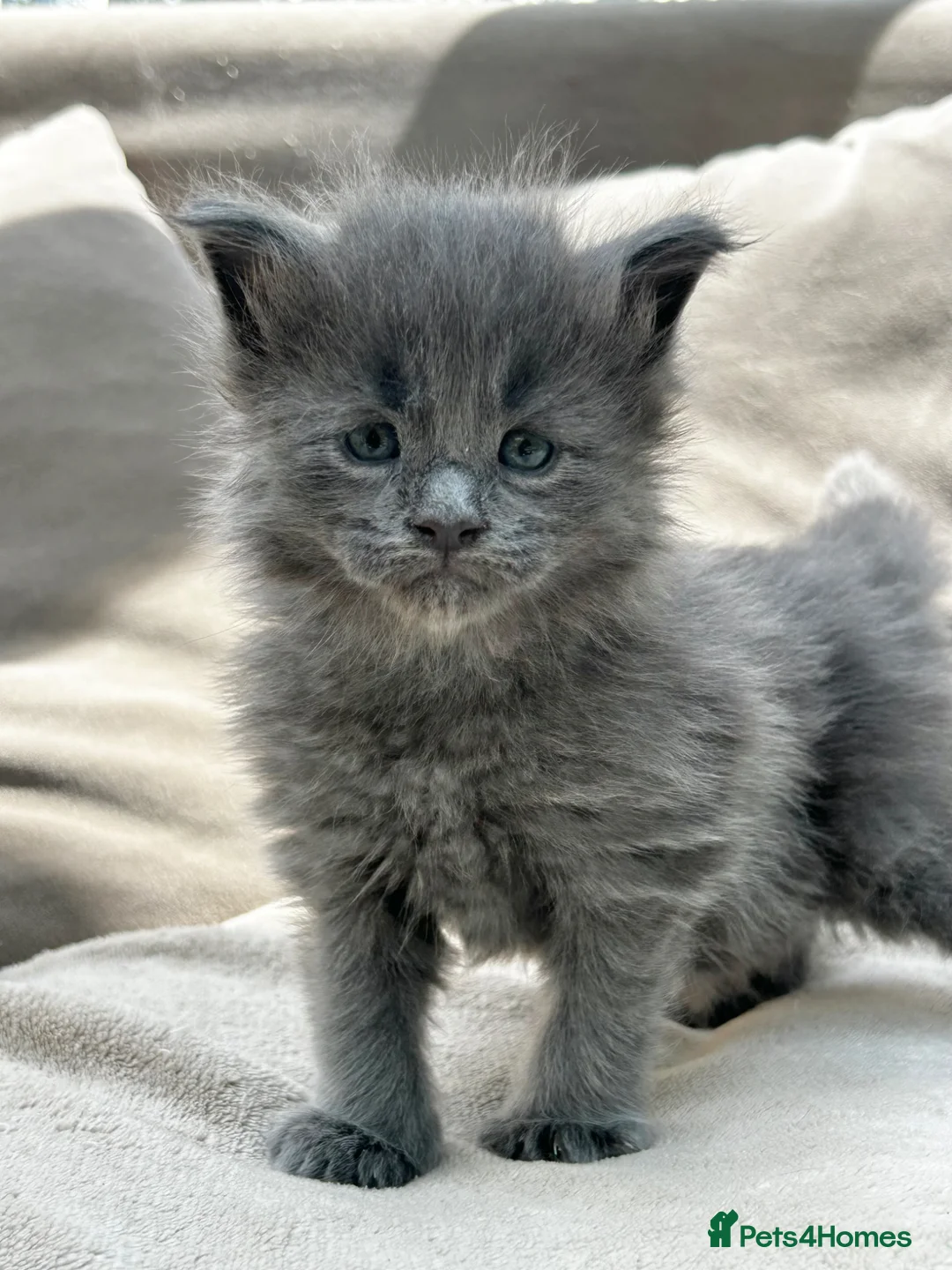 Maine Coon cats for sale: Extraordinary Chunky Maine Coon Boys- Rare Quality - Advert 18