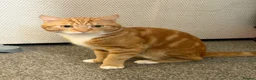 Mixed Breed cats for stud: Simba  - Advert 4