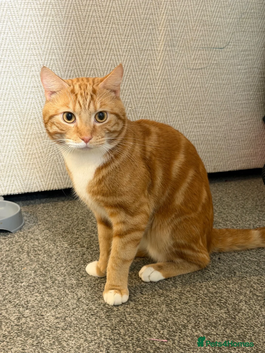 Mixed Breed cats for stud: Simba  - Advert 4