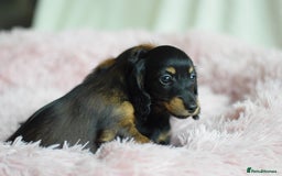 Miniature Dachshund dogs for sale: Gorgeous Longhair Miniature Dachshund Girls - Image 35