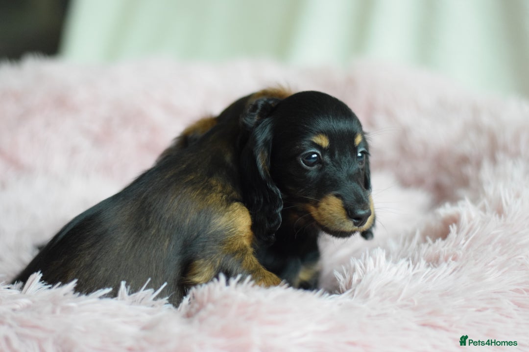 Miniature Dachshund dogs for sale: Gorgeous Longhair Miniature Dachshund Girls - Image 35