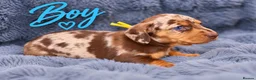 Miniature Dachshund dogs for sale: ❤️KC registered 8 Miniature Dachshund Puppies ❤️ - Advert 24