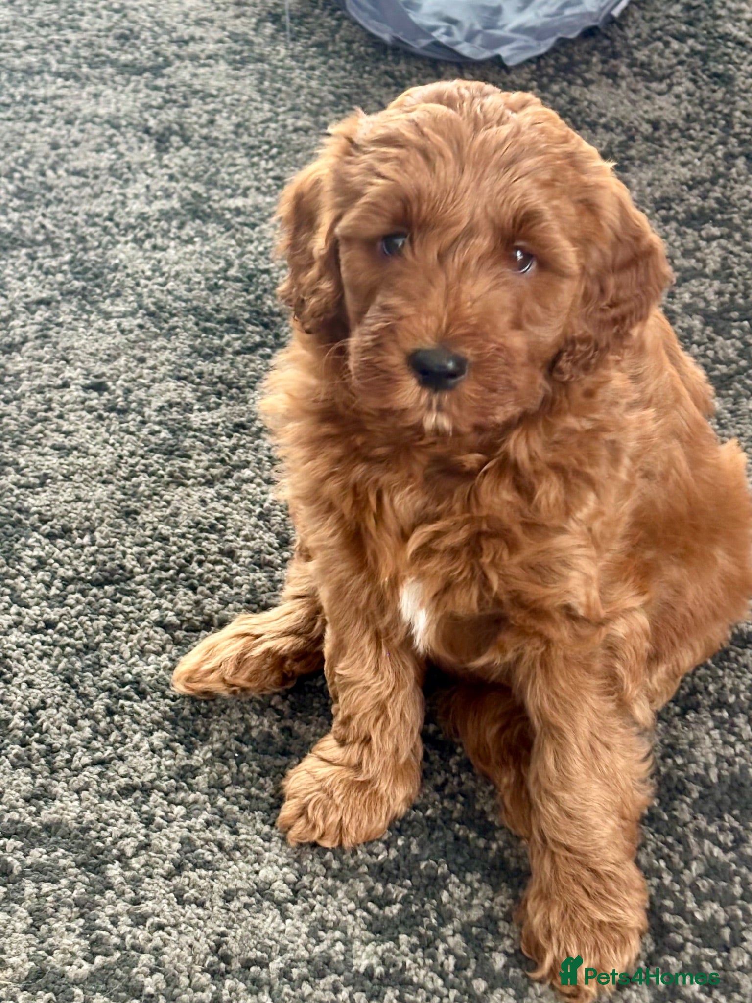Australian Labradoodle dogs Australian Double Doodle Multigen puppies. - Advert 3