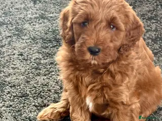 Australian Labradoodle dogs Australian Double Doodle Multigen puppies. - Advert 3