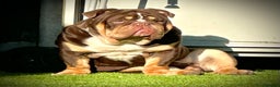 English Bulldog dogs for stud: Grandson of the Legendary City’s Ace  in London - Advert 16