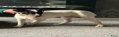 Jack Russell Puppy 1
