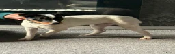 Jack Russell dogs for sale: Jack Russell 10 month  in Radstock - Advert 5