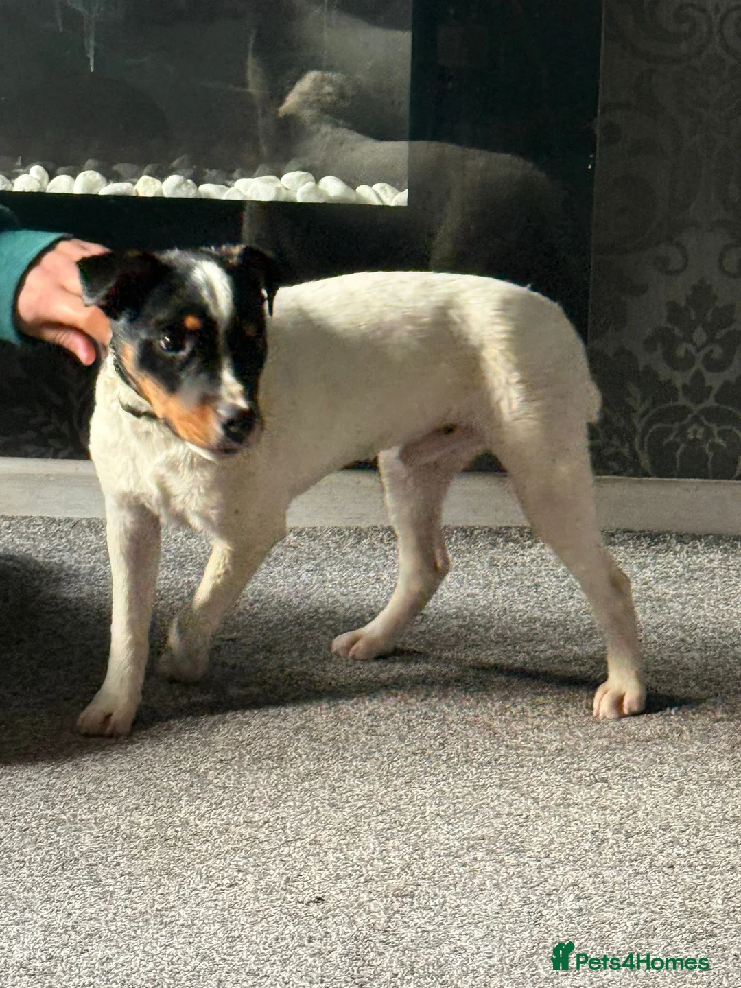 Jack Russell dogs for sale: Jack Russell 10 month  in Radstock - Advert 5