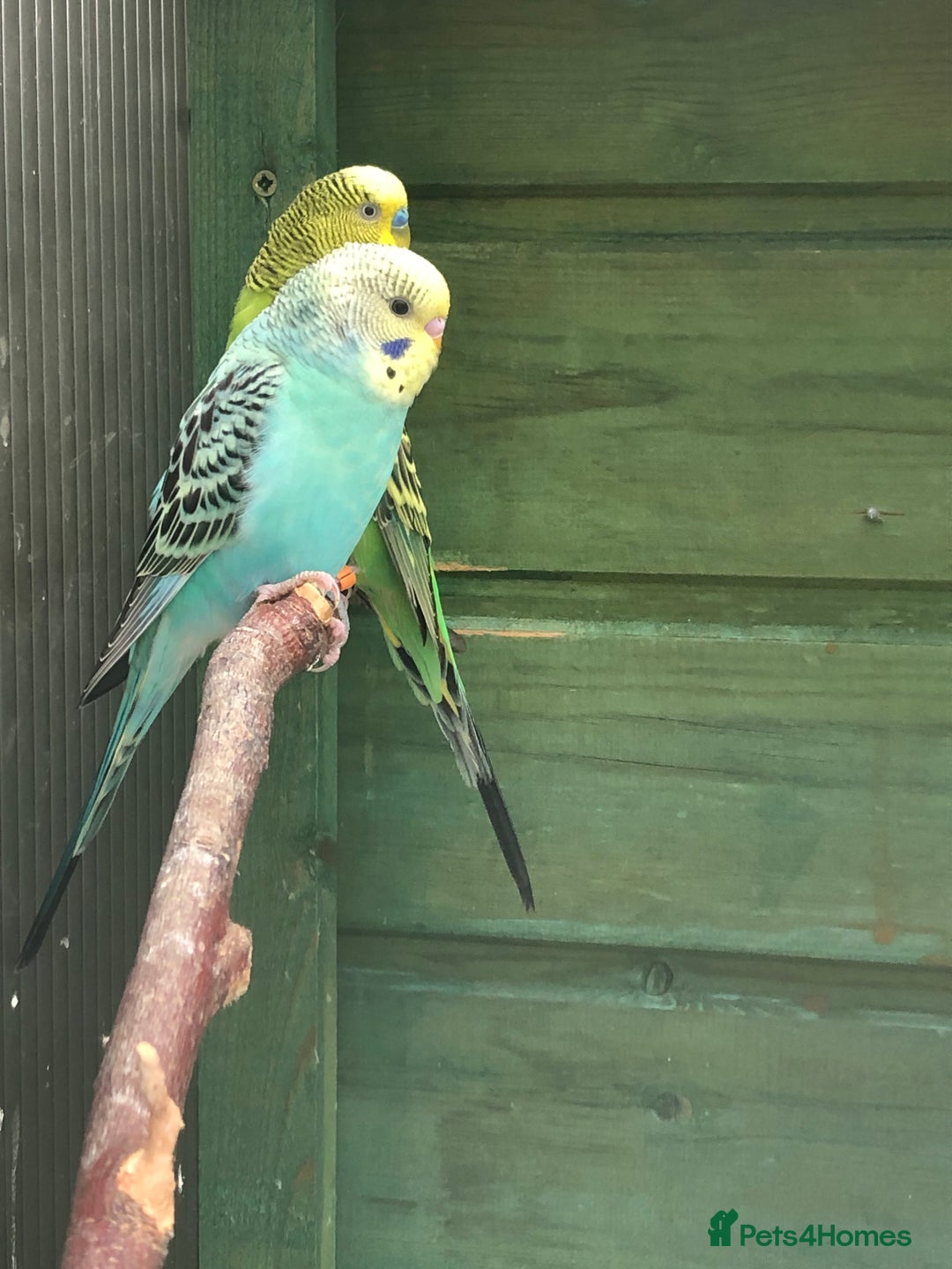 Budgerigars birds for sale: Baby, Budgies for sale - Image 5