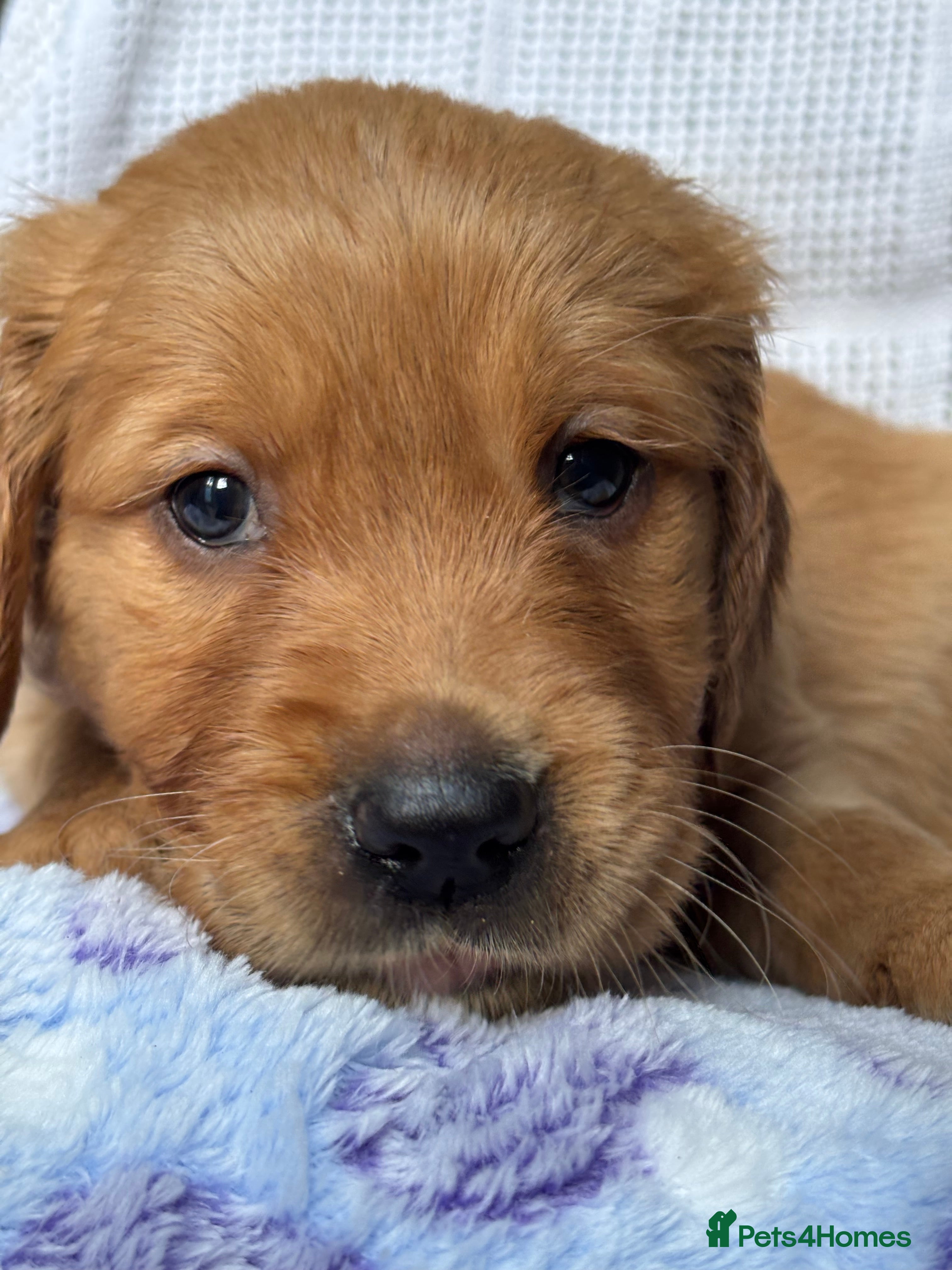 Golden Retriever dogs KC DNA tested gorgeous golden retriever puppies  - Advert 11