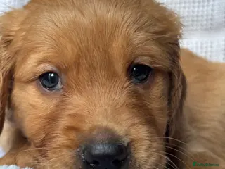 Golden Retriever dogs KC DNA tested gorgeous golden retriever puppies - Advert 11