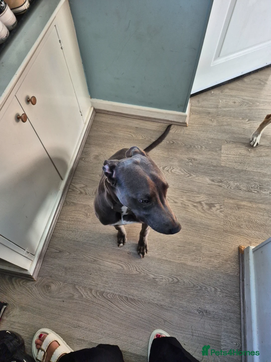 Lurcher dogs for sale: Bull lurcher pup in Stockport - Advert 6