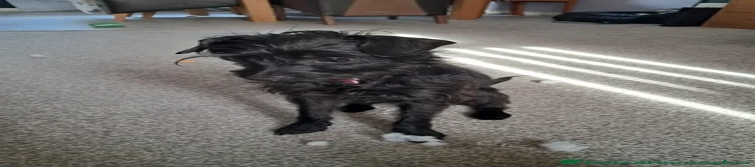 Jackapoo Puppy 1