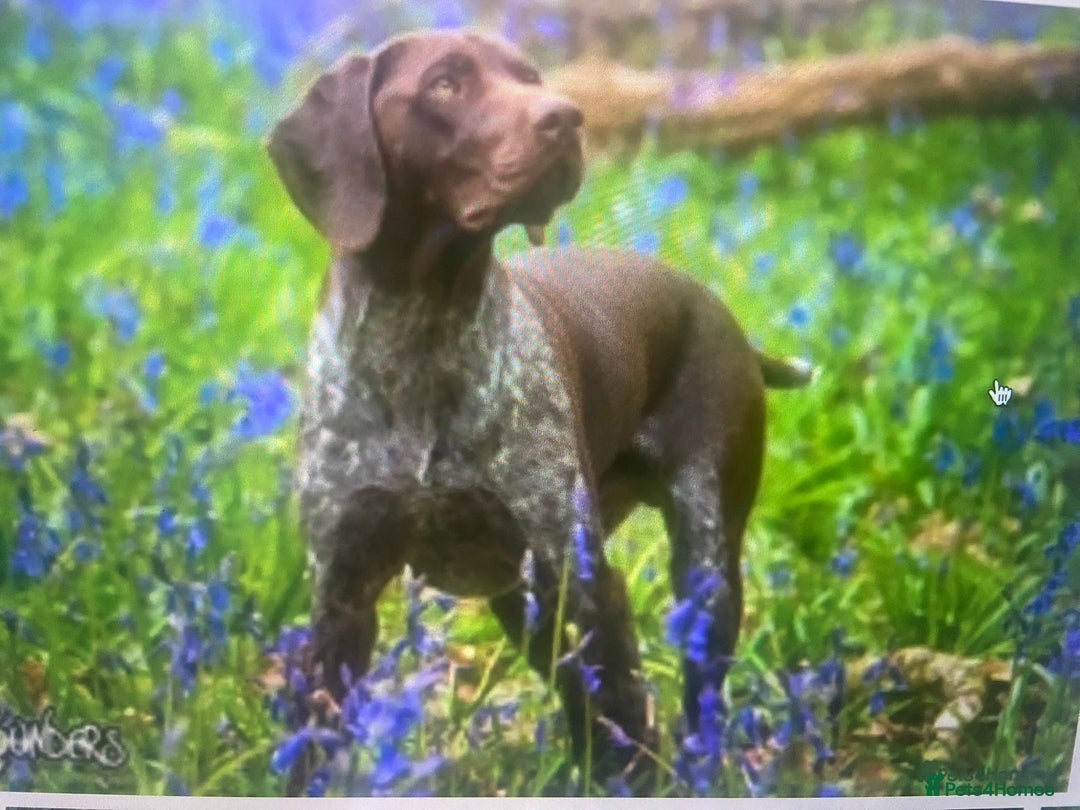 German Shorthaired Pointer dogs for sale: Exceptionally Well Bred German Shorthair Pointer  - Image 12