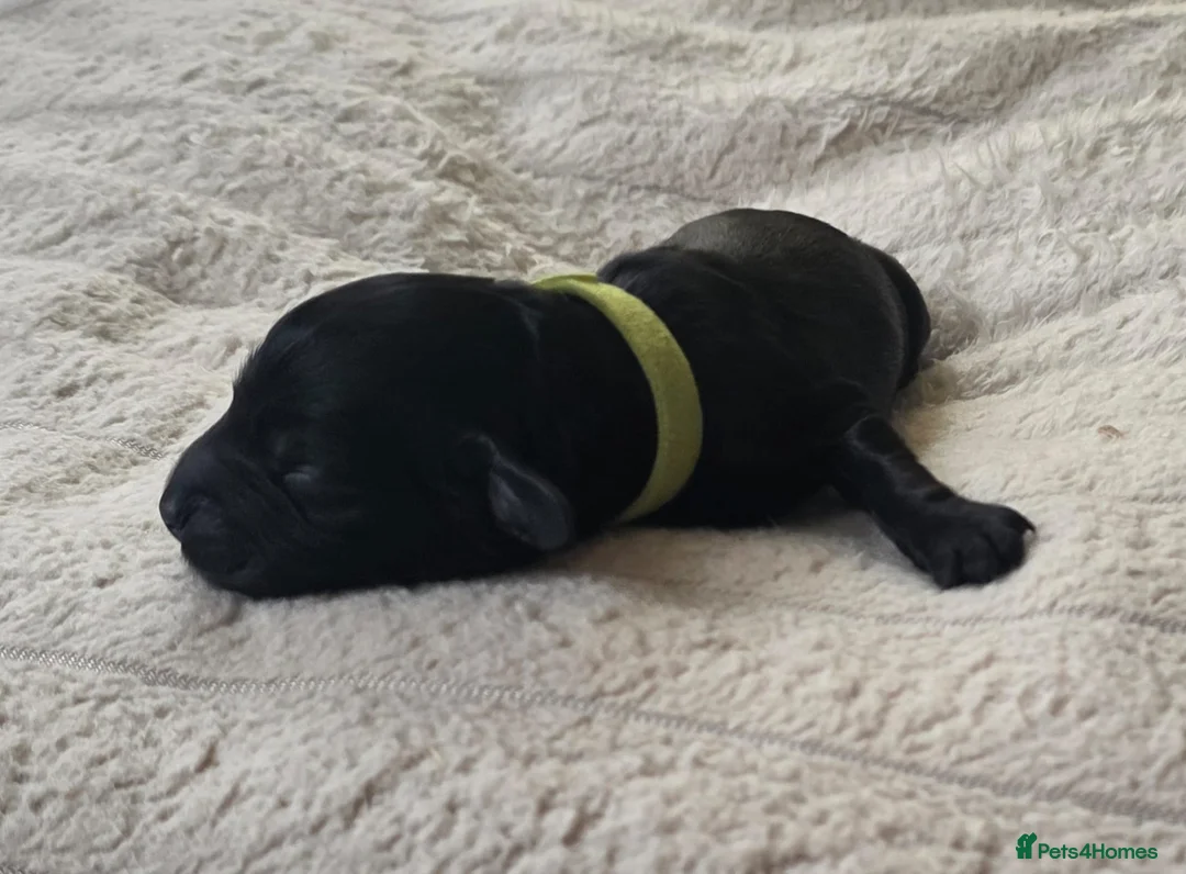 Cockapoo dogs for sale: STUNNING LITTER OF COOKERPOOS - Advert 14