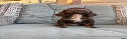 Cocker Spaniel dogs for sale: 3 cocker spaniels (council licensed breeders) - Advert 20