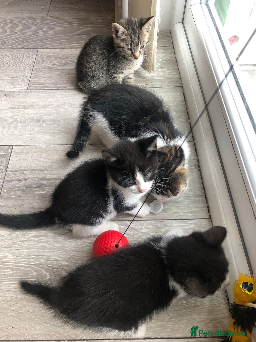 Mixed Breed cats for sale: Kittens for ready for new homes - Image 2