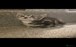 Mixed Breed cats for sale: 5 adorable kittens READY NOW - Image 9
