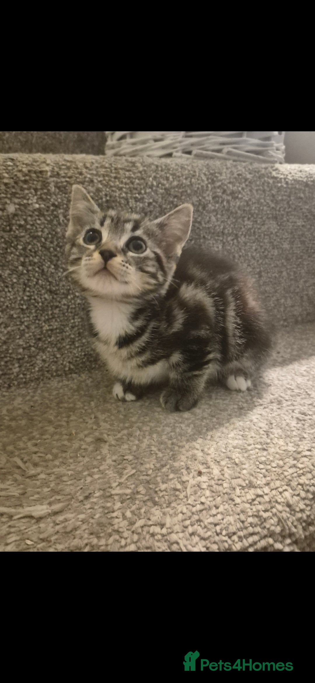 Mixed Breed cats for sale: 5 adorable kittens READY NOW - Image 9